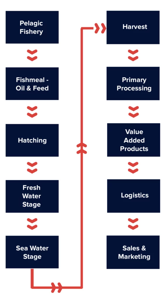 Pelagic Fishery >> Fishmeal - Oil & Feed >> Hatching >> Fresh Water Stage >> Sea Water Stage >> Harvest >> Primary Processing >> Value Added Products >> Logistics >>Sales & Marketing